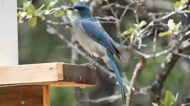 mountain bluebird bird bird feeder by OffiDocs