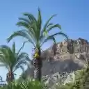 Mountain coconut palm tree  screen for extension Chrome web store in OffiDocs Chromium