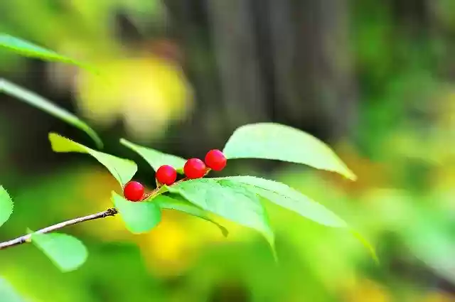 Free download Mountain Forest Fruit -  free photo or picture to be edited with GIMP online image editor