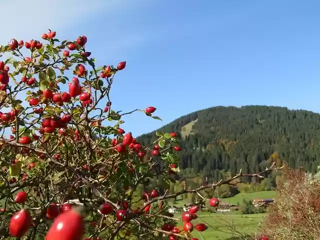Free download Mountain Landscape Rose Hip Sky -  free free photo or picture to be edited with GIMP online image editor