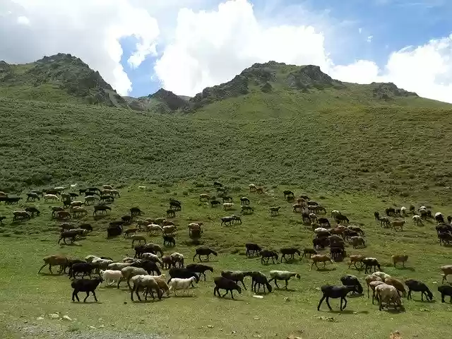 دانلود رایگان Mountains Alpine Meadow Pasture - عکس یا تصویر رایگان قابل ویرایش با ویرایشگر تصویر آنلاین GIMP