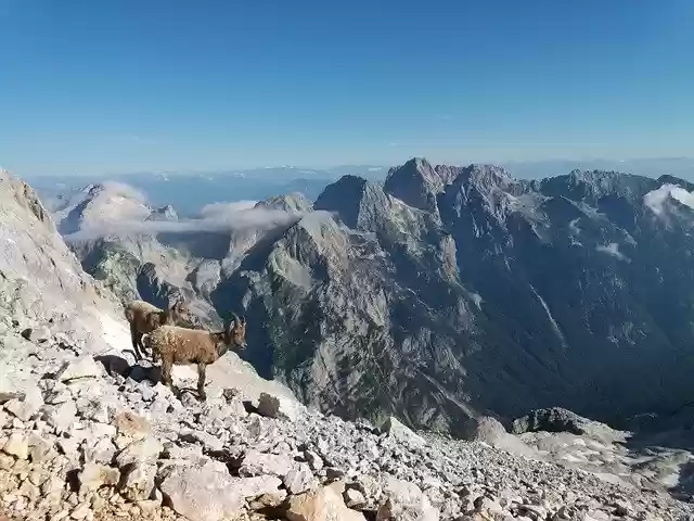 Free download Mountains Chamois Nature -  free photo or picture to be edited with GIMP online image editor