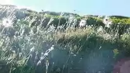 Free download Mountains Flowers Landscape -  free video to be edited with OpenShot online video editor