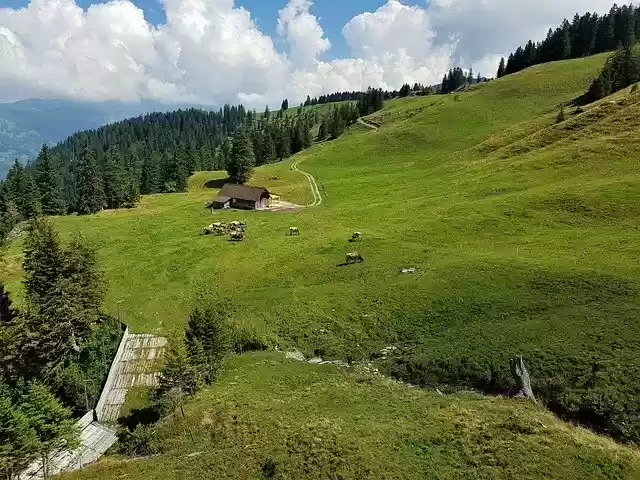 Free download Mountains Grass Cow -  free free photo or picture to be edited with GIMP online image editor