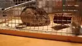 Free download Mouse Cage Caught free video to be edited with OpenShot online video editor