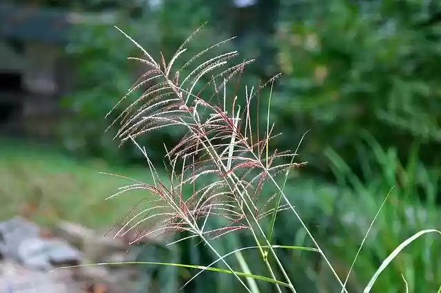 Free download Muhly Grass Muhlenbergia Pink -  free photo or picture to be edited with GIMP online image editor