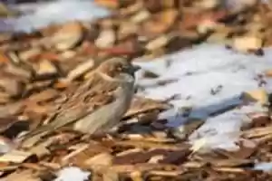 Free download Mulch Sparrow free photo or picture to be edited with GIMP online image editor