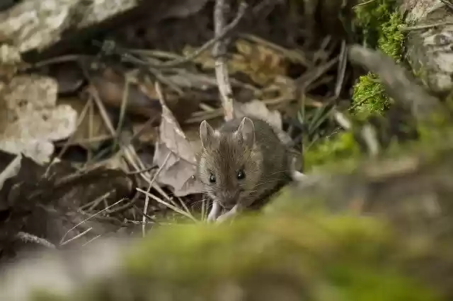 Free download Mulot Forest Rodent -  free photo or picture to be edited with GIMP online image editor