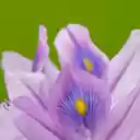 Multicolored flowers  screen for extension Chrome web store in OffiDocs Chromium
