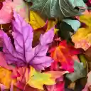 Multicolored leaves  screen for extension Chrome web store in OffiDocs Chromium