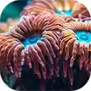multi fish swim beautiful coral reef  screen for extension Chrome web store in OffiDocs Chromium