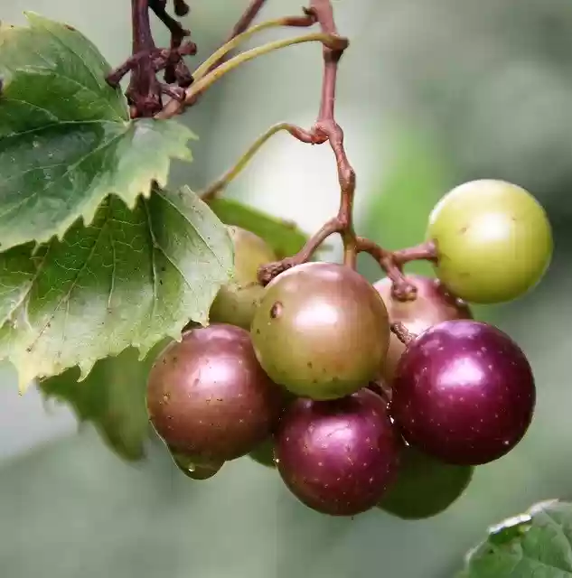Free download Muscadine Grapes Green -  free photo or picture to be edited with GIMP online image editor