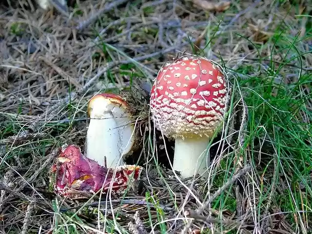 Free download Mushroom Amanita Red -  free free photo or picture to be edited with GIMP online image editor