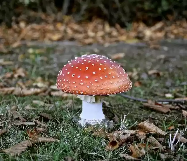 Free download Mushroom Autumn Fly -  free photo or picture to be edited with GIMP online image editor