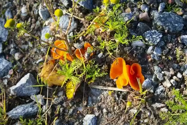 Free download Mushroom Autumn Forest -  free free photo or picture to be edited with GIMP online image editor