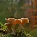 Mushroom cluster  screen for extension Chrome web store in OffiDocs Chromium