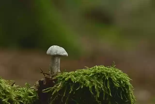 Free download mushroom disc fungus moss root free picture to be edited with GIMP free online image editor