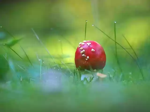 Free download Mushroom Fly Agaric Autumn -  free photo or picture to be edited with GIMP online image editor