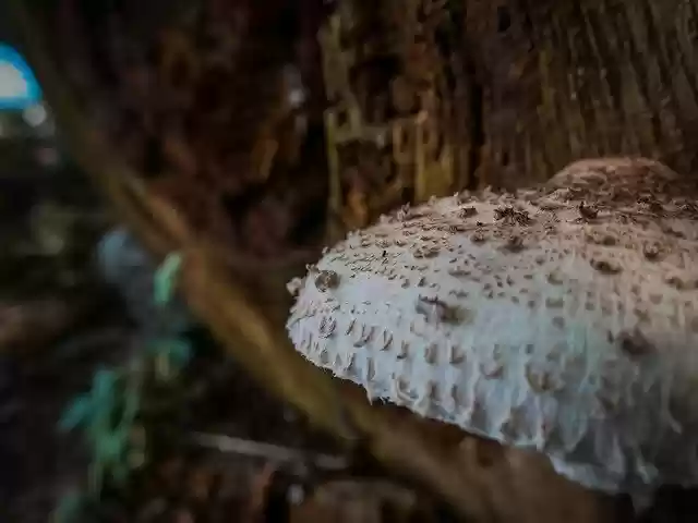 Free download Mushroom Forest Autumn free photo template to be edited with GIMP online image editor