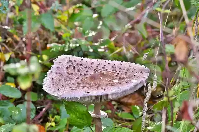 Free download Mushroom Forest Land Autumn -  free photo or picture to be edited with GIMP online image editor