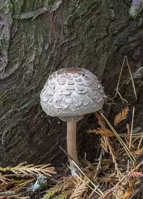 Free download Mushroom Fungi Parasol -  free photo or picture to be edited with GIMP online image editor