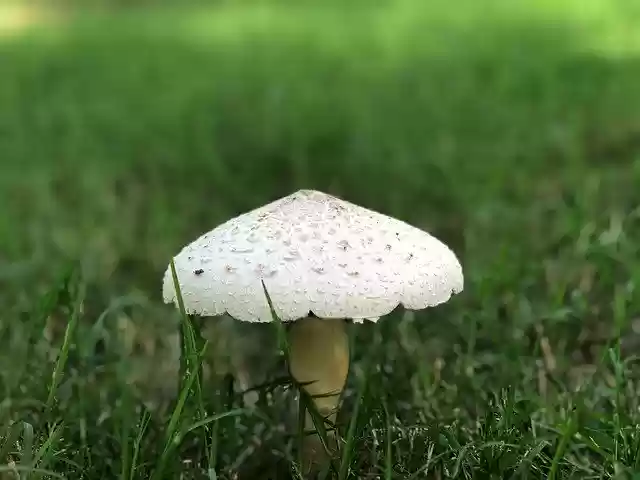 Free download Mushroom Fungus -  free photo or picture to be edited with GIMP online image editor