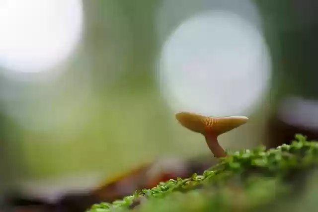Free download mushroom fungus fall flora forest free picture to be edited with GIMP free online image editor