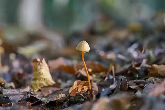 Free download mushroom fungus mycology autumn free picture to be edited with GIMP free online image editor
