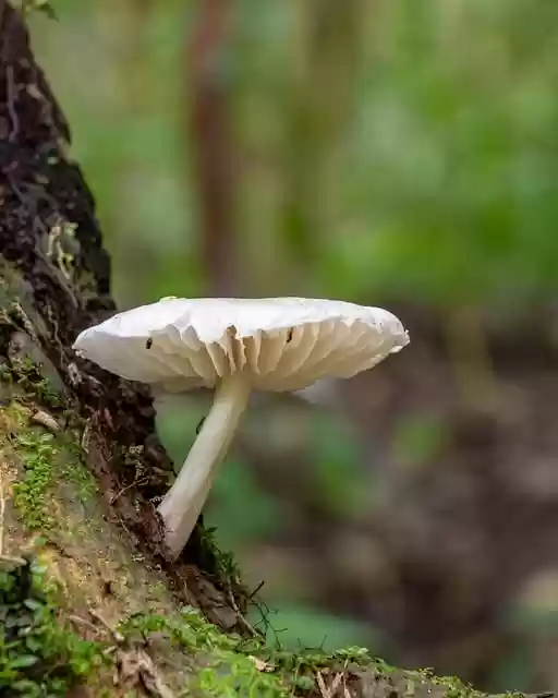 Free download mushroom fungus nature fungi free picture to be edited with GIMP free online image editor
