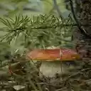 Mushroom in the forest wallpaper  screen for extension Chrome web store in OffiDocs Chromium