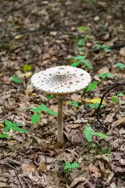 Free download Mushroom Kite Parasol -  free photo or picture to be edited with GIMP online image editor