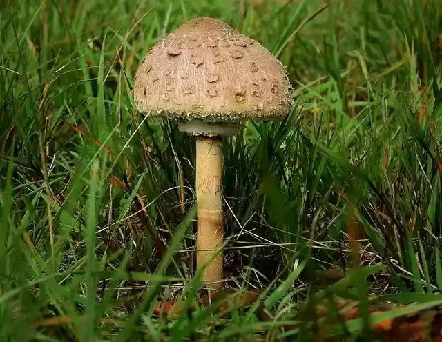 Free download Mushroom Kite Tasty -  free photo or picture to be edited with GIMP online image editor