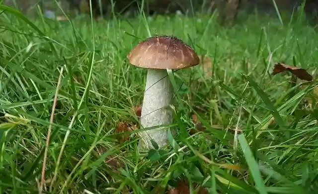 Free download Mushroom Koźlak Grass -  free free photo or picture to be edited with GIMP online image editor