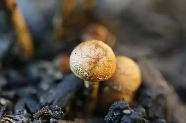 Free download Mushroom Macro Fungus -  free photo or picture to be edited with GIMP online image editor