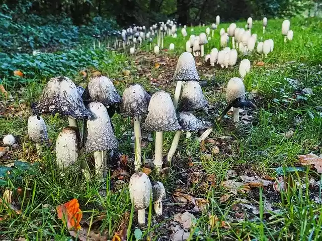 Free download Mushroom Meadow Nature -  free photo or picture to be edited with GIMP online image editor