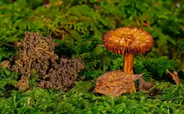 Free download mushroom moss forest fall wurmkot free picture to be edited with GIMP free online image editor