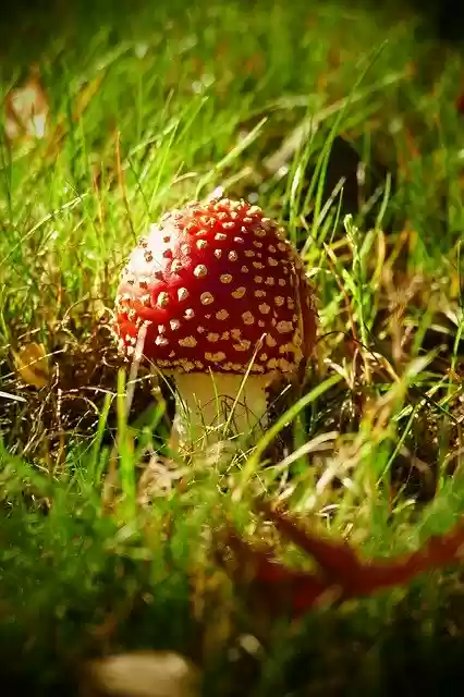 Free download Mushroom Mushrooms Autumn Fall -  free photo or picture to be edited with GIMP online image editor