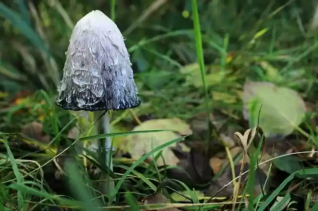 Free download Mushroom Mushrooms Log Screen -  free photo or picture to be edited with GIMP online image editor