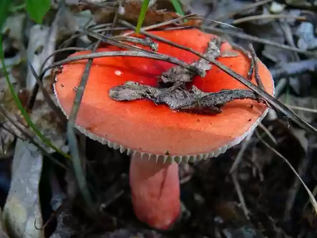 ດາວໂຫຼດຟຣີ Mushroom Mushrooms Russula - ຮູບພາບຫຼືຮູບພາບທີ່ບໍ່ເສຍຄ່າເພື່ອແກ້ໄຂດ້ວຍຕົວແກ້ໄຂຮູບພາບອອນໄລນ໌ GIMP