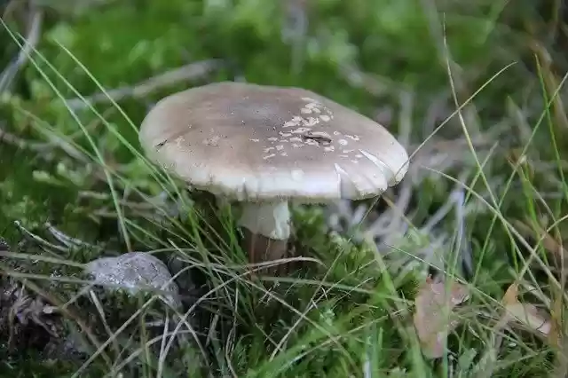 Free download Mushroom Nature Autumn -  free photo or picture to be edited with GIMP online image editor