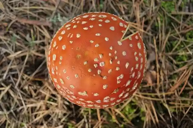 Free download Mushroom Nature Forest -  free free photo or picture to be edited with GIMP online image editor