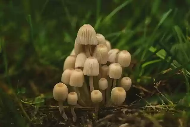 Téléchargement gratuit de plantes de champignons image gratuite de champignons toxiques à éditer avec l'éditeur d'images en ligne gratuit GIMP