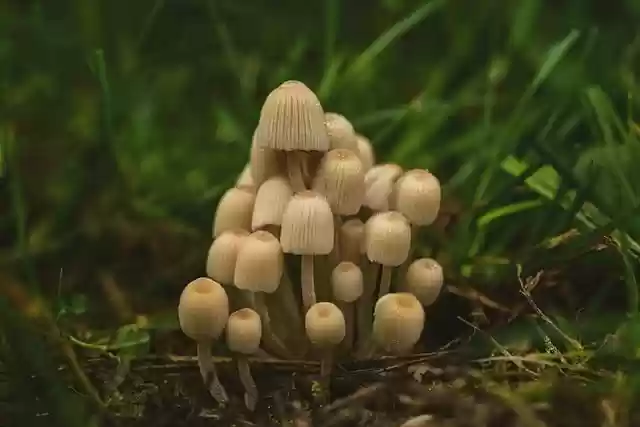 Free download mushroom plants toxic mushroom free picture to be edited with GIMP free online image editor