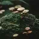 Mushrooms Among the Moss  screen for extension Chrome web store in OffiDocs Chromium