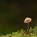 Mushrooms and moss  screen for extension Chrome web store in OffiDocs Chromium
