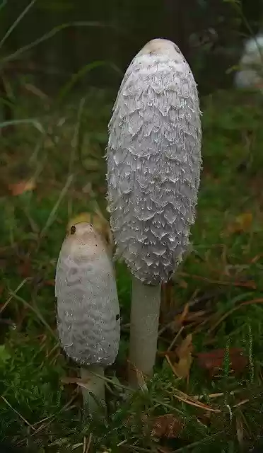 Free download Mushroom Schopf Comatus Asparagus -  free photo or picture to be edited with GIMP online image editor