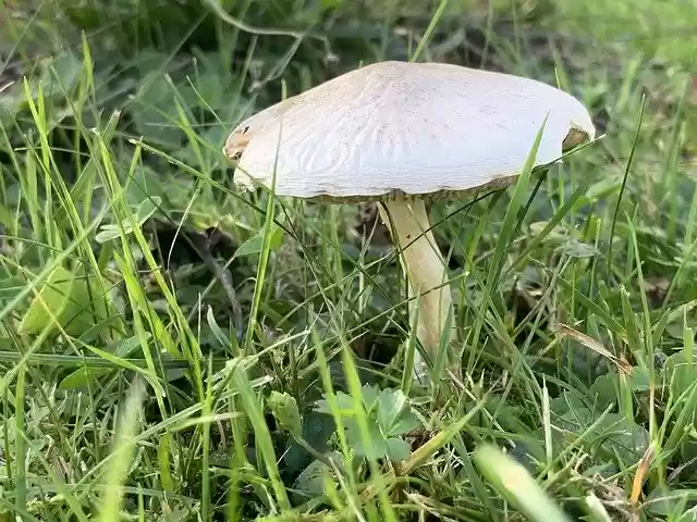 Free download Mushrooms Fall Autumn -  free free photo or picture to be edited with GIMP online image editor
