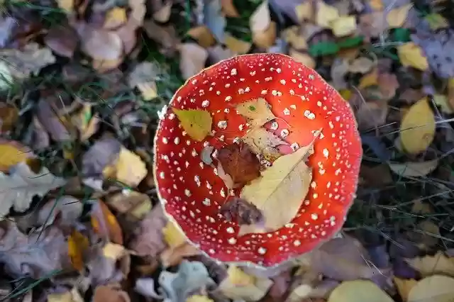Free download Mushrooms Fly Agaric Toxic -  free photo or picture to be edited with GIMP online image editor