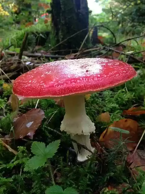Free download Mushrooms Forest Amanita -  free photo or picture to be edited with GIMP online image editor