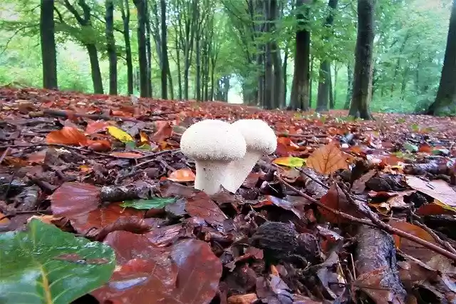 Free download Mushrooms Forest Floor -  free photo or picture to be edited with GIMP online image editor